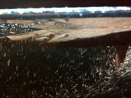 Ancistrus L144 Longfin Jongen op Catappablad